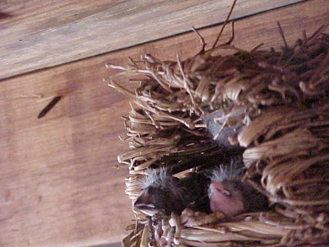 new baby finches! noisey and hungry