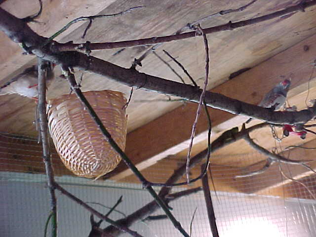 nest!