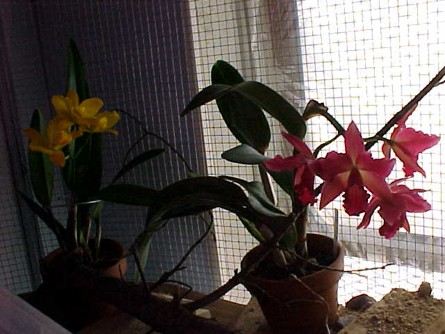Red and Yellow Orchids