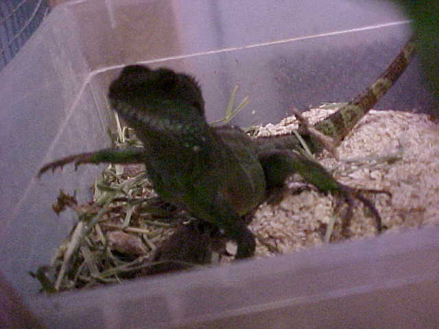 Water Dragon in the mealworm dish, waving his arm around in a circle