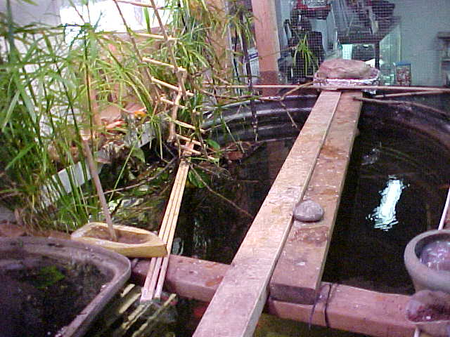 A nice little indoor pond crickets chirping, birds singing